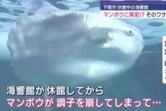 水族馆闭馆翻新之际 翻车鱼情绪低落 竟是因人类陪伴成瘾 